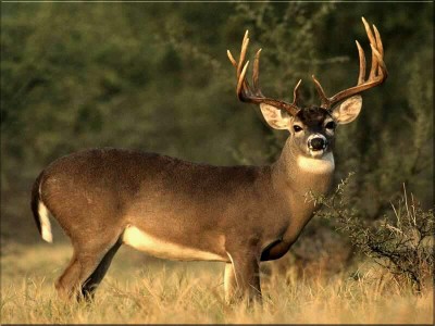 deer-hunting-400x300