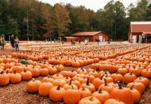 A North Georgia Family Tradition: Burt’s Pumpkin Farm