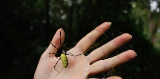 Have you seen a Joro spider in Georgia? Researchers want to know