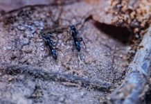 Working in the yard? Beware; School pick-up/drop-off serious injury; 10-yr-old shot, killed by 4-yr-old