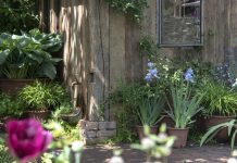 These Garden Design Tricks Can Reduce Pollen Exposure – 5 Ways to Minimize Allergies Without Compromising on Flowers