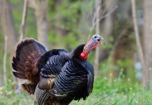 The 7 Turkey Hunting Mistakes That Everyone Makes at Least Once