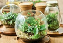 The Terrarium You Bought From the Store Wasn’t Made to Last – Here’s How to Quickly Replenish It For a Longer Lifespan