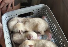 Tiny ears, big news: North Georgia Wildlife Park welcomes six fennec fox kits