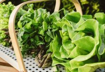 This Product Will Supercharge Your Leafy Greens – How to Pick the Best Nitrogen Fertilizer for Ample Summer Harvests