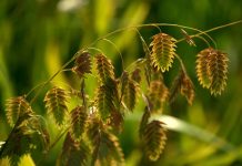 7 Easy Ornamental Grasses That Come Back Year After Year