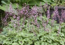 10 Of The Best Low-Growing Perennials For Easy, Beautiful Gardens