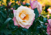This Beginner-Friendly Rose Produces Large, Fragrant Blooms That Will Last Until Fall – No Wonder Garden Designers Love It