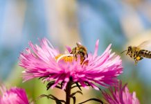 These 5 Early Garden Flowers Provide Vital Nectar for Bees in April – And Will Inject Color into your Yard, Too