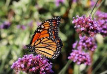 5 Unusual Pollinator Plants to Grow This Spring That Will Transform Your Yard’s Biodiversity