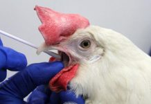 China bans Chile poultry imports due to bird flu