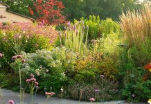 Garden Diaries: ‘Giving Back to the Land Has Always Been My Dream’ – Why Summer Rayne Oakes Traded City Gardening for a Wild, Limitless Homestead