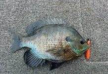 The Best Baits for Catching Bluegills (and Other Panfish)