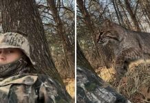 I Was Jumped by a Bobcat While Calling in a Gobbler, and I Caught It All on Video