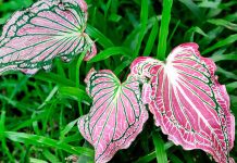 The One Bulb You Can Plant Now That Brings Bright Pink Color to Shade – Perfect for Lifting Dark Corners