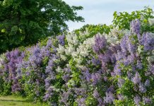 What to Do With Lilacs in May After They Finish Blooming – The Simple Steps That Keep Next Year’s Flowers Coming Back Stronger