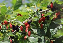 What to Do With a Mulberry Tree in May – For an Impressive Harvest of Juicy Summer Fruit