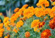Your Marigolds Can Save Your Garden this Summer – Here’s What to Do in May To Give Them The Best Chance Of Success