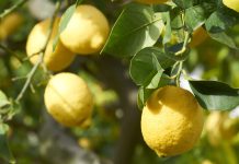 Fertilize These Trees in May for Strong Growth – And the Ones You Should Never Feed Now