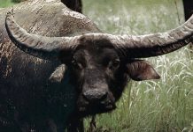 Carmichel in Australia: Charged by a Backwater Buffalo