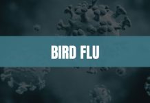 France reports two bird flu outbreaks after easing restrictions