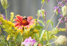 How to Plant a Drought-Tolerant Pollinator Garden – 7 of the Best Native Perennials and Shrubs