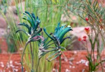 I Found the Rarest Blue Plant at the RHS Chelsea Flower Show – It’s Drought-Tolerant, Fire-Resistant, and Hummingbirds Love It