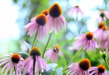 28 Plants That Thrive In The Hottest Summer Heat