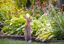 How To Keep Animals Out Of Your Garden For Good