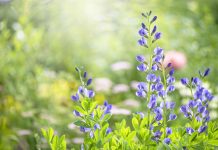 7 Perennials That Will Keep Your Garden Blooming For Months