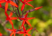 This Native Wildflower Is Sought After by Hummingbirds – Plant It Now for a Low-Maintenance Summer Perennial
