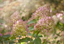 It’s Time to Rethink Deadheading – Experts Reveal The Surprising Reasons Faded Flowers Are Worth Keeping