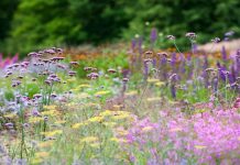 The May Planting Formula That Brings Bees and Butterflies Back to Your Yard Fast