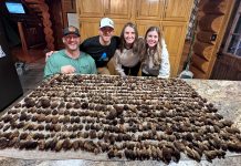 Minnesota Mushroom Hunters Haul in 1,500 Morels from One Spot