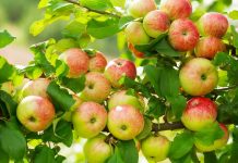 I Didn’t Expect to Learn Apple Tree Grafting From Zach Galifianakis – but It Only Takes Minutes to Try at Home