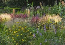 6 Self-Seeding Plants That Will Quietly Fill Your Yard With Effortless Color and Life This Summer