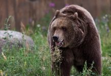 Missing Hiker Found Dead in Glacier National Park Was Likely Killed by a Grizzly