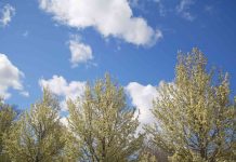 12 Trees That Can Ruin Your Yard With Invasive Roots And Messy Debris