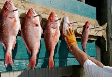 Trump Administration Helps Establish Longest Red Snapper Seasons in Decades. Fishermen and State Agencies Are Thrilled