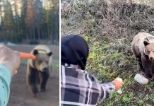 These Two Morons Filmed Themselves Hand-Feeding a Wild Grizzly Bear