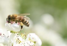 Bee Cups Are the Chic Garden Addition That Help Pollinators Stay Hydrated in Summer