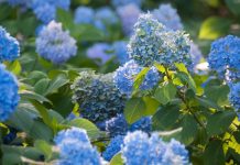 What to Do With Hydrangeas in May to Guarantee a Spectacular Display in the Summertime