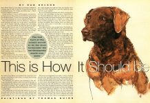 The Duck Dog Who Wouldn’t Abandon a Retrieve, Even If It Killed Him