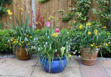 ALDI’s $5 Ombre Planter Looks Far More Expensive Than It Is – And It’s Perfect for Small Yards