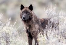 Wyoming to Cut Wolf Harvest in Half Amid Disease Outbreak Near Yellowstone