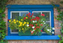 5 Beautiful Window Box Planting Combinations That Thrive On Neglect – Set and Forget for Effortless Summer Color