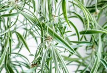 What to Do With a Spider Plant in May – to Ensure Vigorous Growth All Season Long
