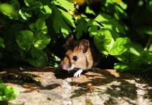 Got Mice in Your Garden? This $2 Pantry Staple Could Help Keep Them Away For Good