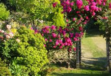 This Arch Trellis Taps Into the Vertical Garden Trend to Instantly Make Any Garden Feel Bigger Without Expanding Your Plot